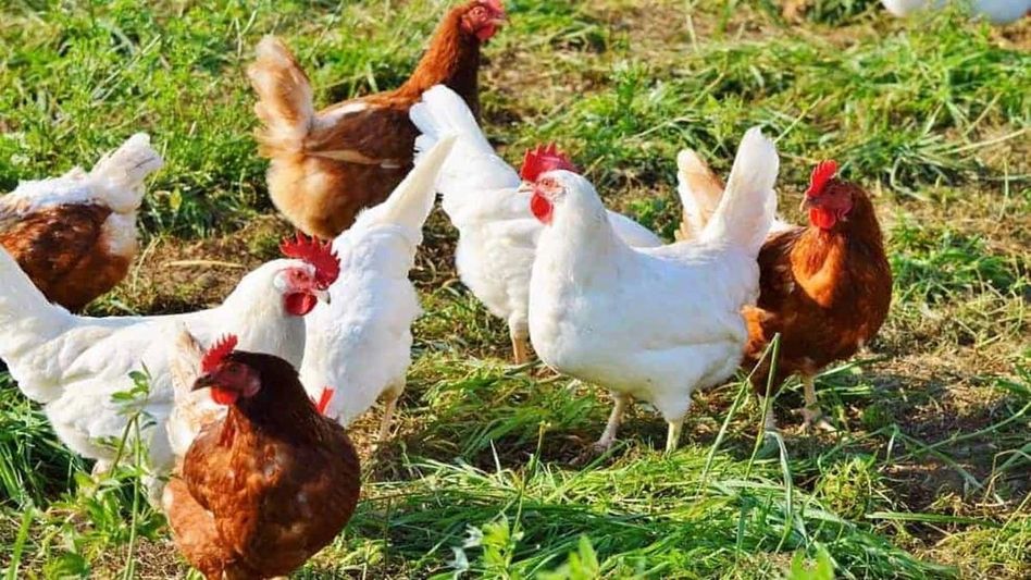 Mizoram aims for self-reliance in meat production: CM Lalduhoma Mizoram aims for self-reliance in meat production: CM Lalduhoma