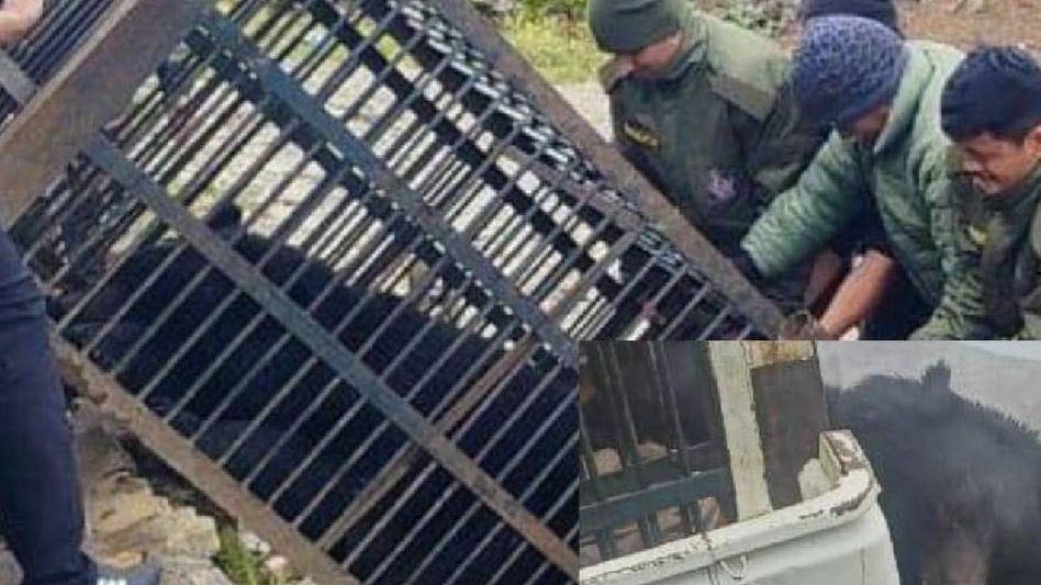 Sikkim: Strayed Himalayan Black Bear safely released into wild at Lungthung Sikkim: Strayed Himalayan Black Bear safely released into wild at Lungthung
