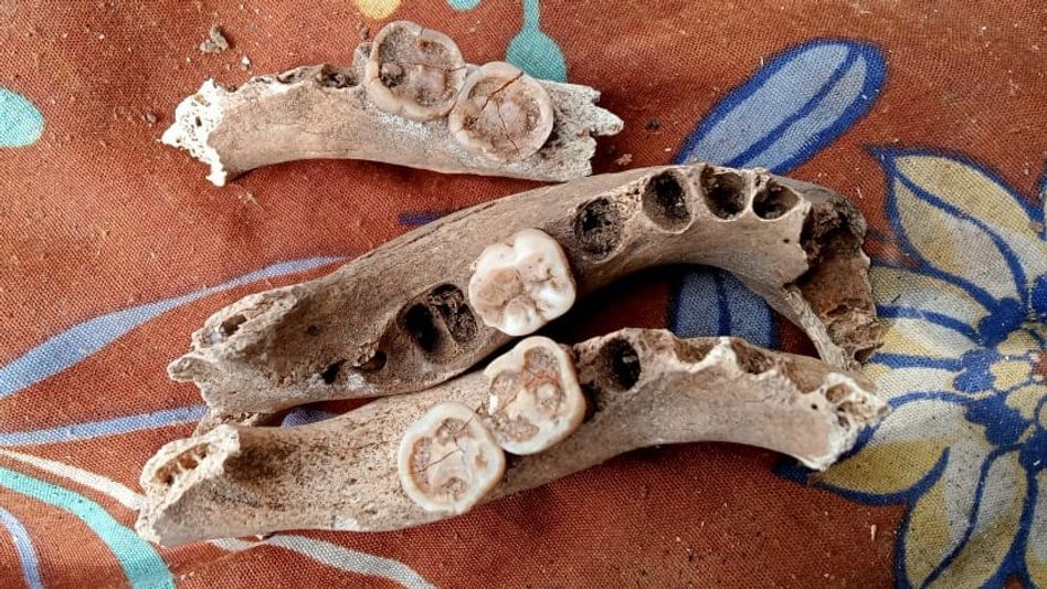 Centuries-old human remains found in Mizoram cave shed light on ancestral history Centuries-old human remains found in Mizoram cave shed light on ancestral history