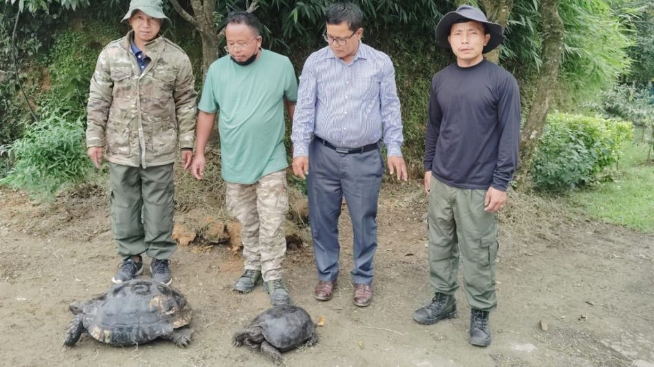 Manipur: Two asian giant tortoises rescued in Tamenglong, handed over for conservation Manipur: Two asian giant tortoises rescued in Tamenglong, handed over for conservation