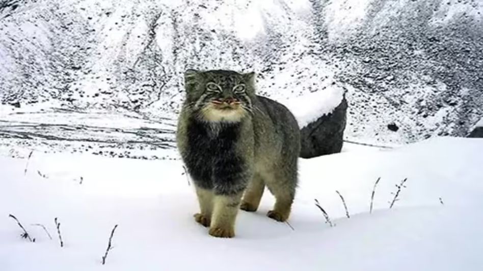WWF survey captures first images of Pallas’s cat, five other wild cats at 4,200m in Arunachal WWF survey captures first images of Pallas’s cat, five other wild cats at 4,200m in Arunachal