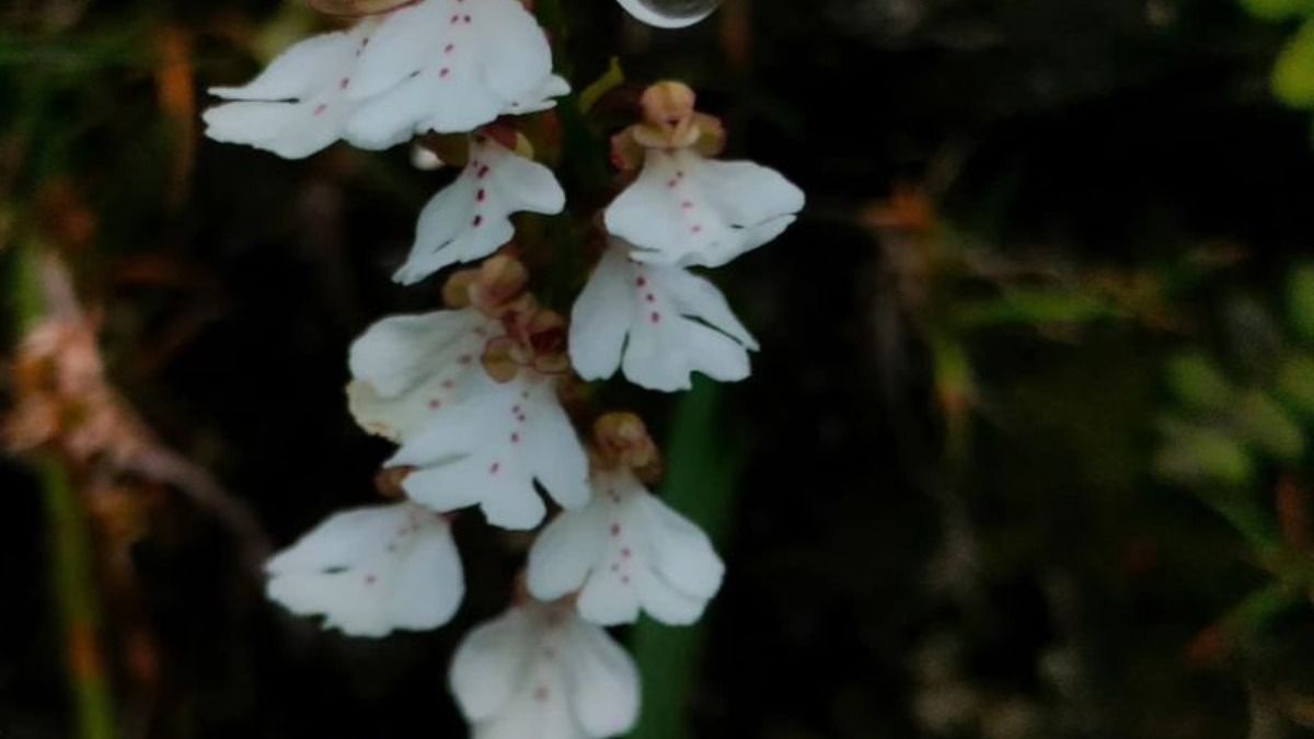 New orchid species discovered in Arunachal’s Dibang valley New orchid species discovered in Arunachal’s Dibang valley