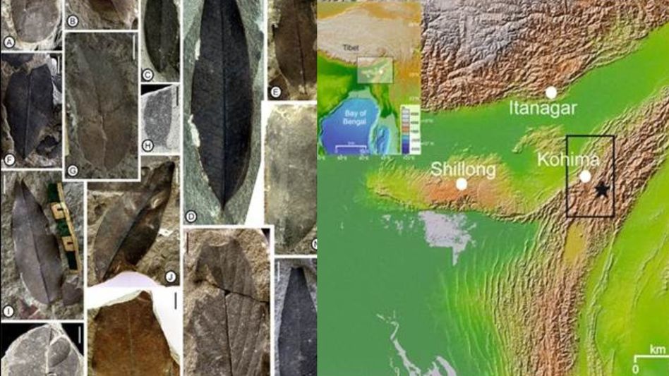 Nagaland fossils reveal Antarctic ice shaped India’s early monsoon Nagaland fossils reveal Antarctic ice shaped India’s early monsoon