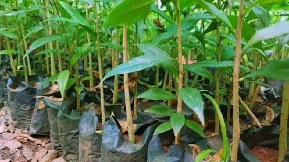 Tripura pushes for GI tag on Agar, mulls free sapling distribution to farmers Tripura pushes for GI tag on Agar, mulls free sapling distribution to farmers