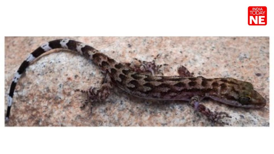 Newly discovered Gecko named after Assam forest department: Himanta Biswa Sarma Newly discovered Gecko named after Assam forest department: Himanta Biswa Sarma