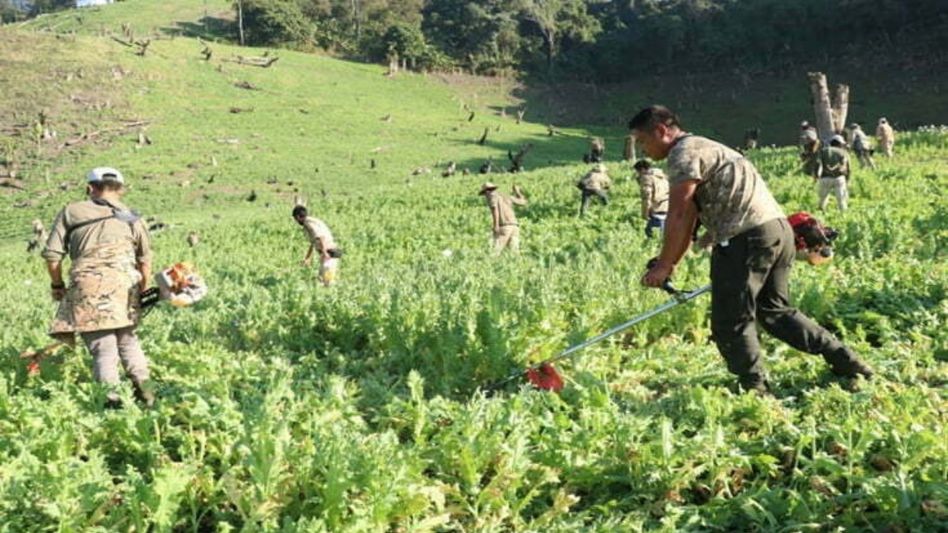 Manipur government directs forest officials to check poppy cultivation Manipur government directs forest officials to check poppy cultivation