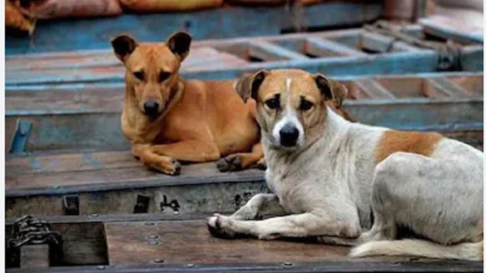 Arunachal: Shoot-at-sight order of stray dogs draws strong opposition in Aalo Arunachal: Shoot-at-sight order of stray dogs draws strong opposition in Aalo