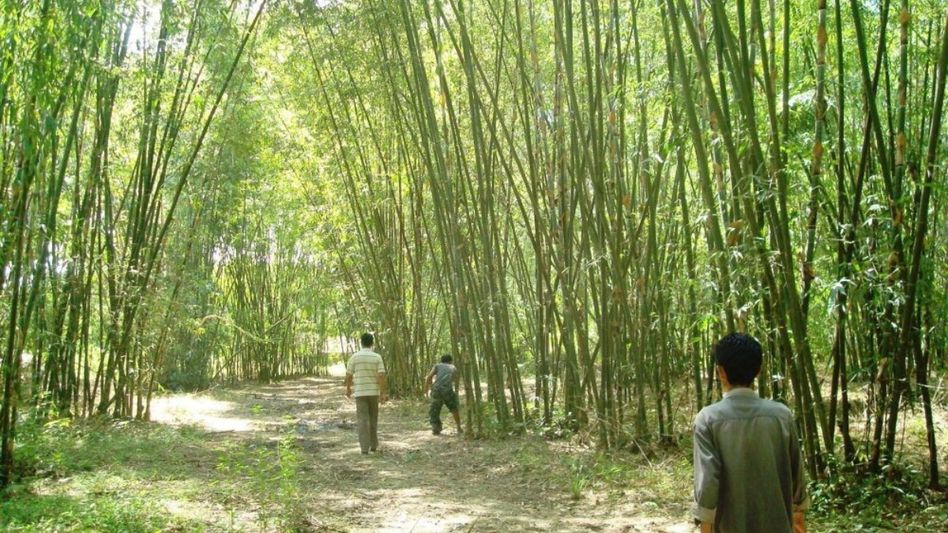 Nagaland marks World Bamboo Day 2025 with focus on innovation and sustainability Nagaland marks World Bamboo Day 2025 with focus on innovation and sustainability
