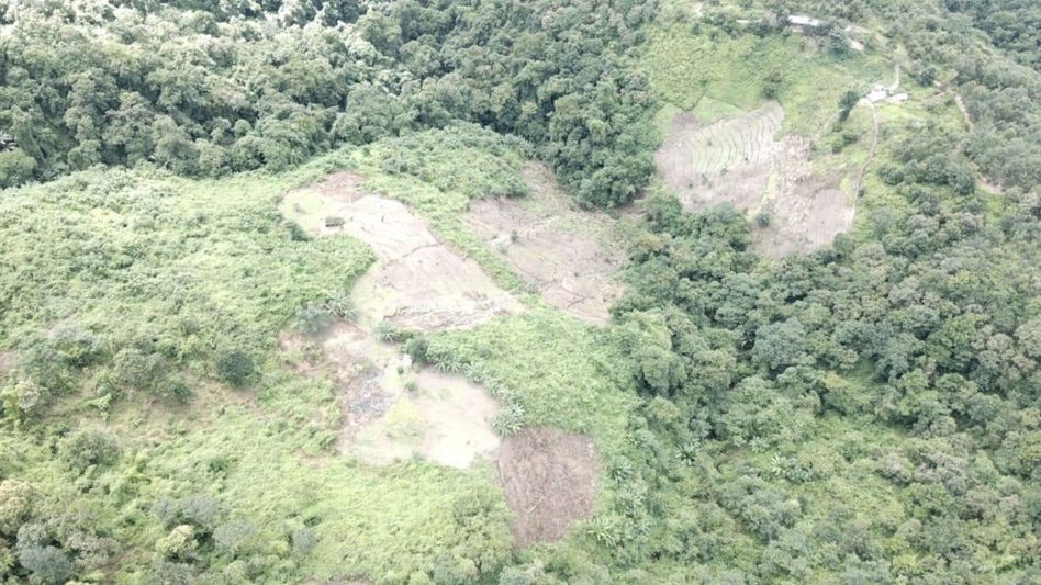 Drones expose 13 hectares of illegal poppy cultivation in Manipur forest Drones expose 13 hectares of illegal poppy cultivation in Manipur forest