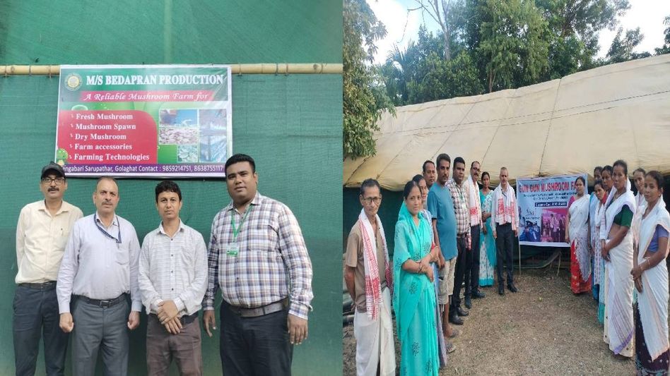ICAR-DMR director lauds mushroom cultivation success in Assam’s Golaghat ICAR-DMR director lauds mushroom cultivation success in Assam’s Golaghat