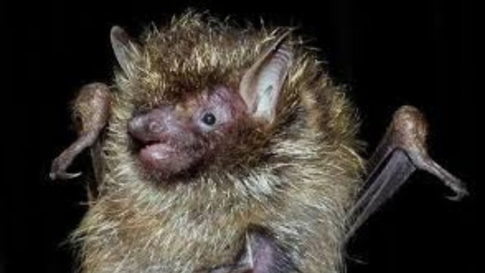 Golden-haired tube-nosed bat discovered in Mizoram Golden-haired tube-nosed bat discovered in Mizoram