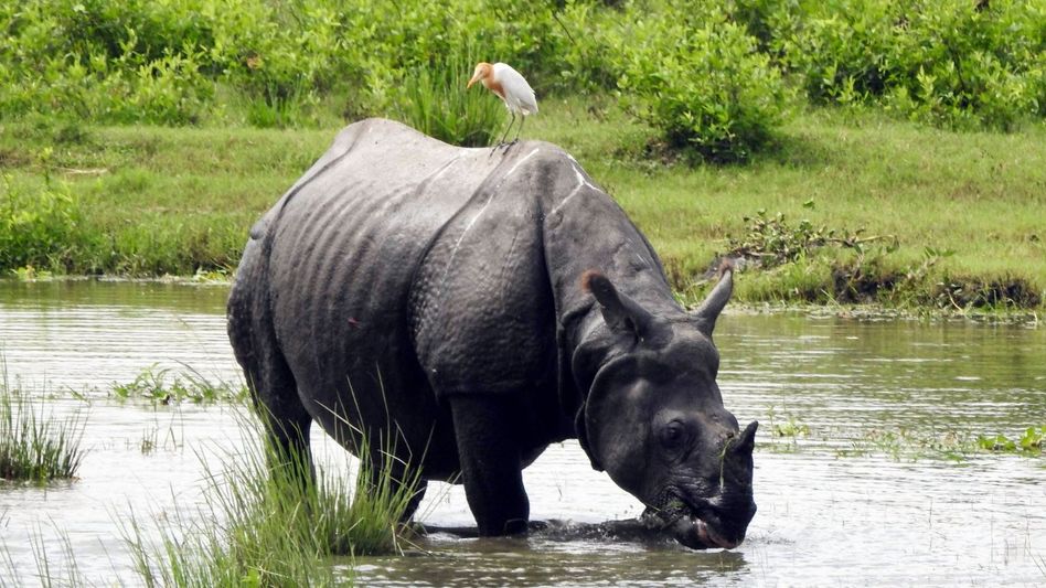 Assam: Kaziranga's Bagori Range opens for tourists ahead of puja celebrations Assam: Kaziranga's Bagori Range opens for tourists ahead of puja celebrations