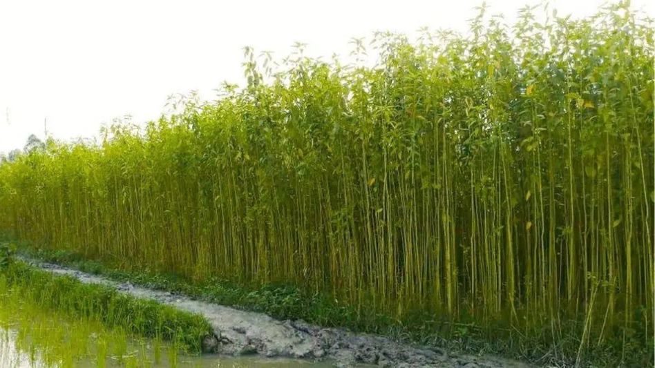 Nagaland inks four-party MoU to boost jute and natural fibre farming, targets 8 districts Nagaland inks four-party MoU to boost jute and natural fibre farming, targets 8 districts