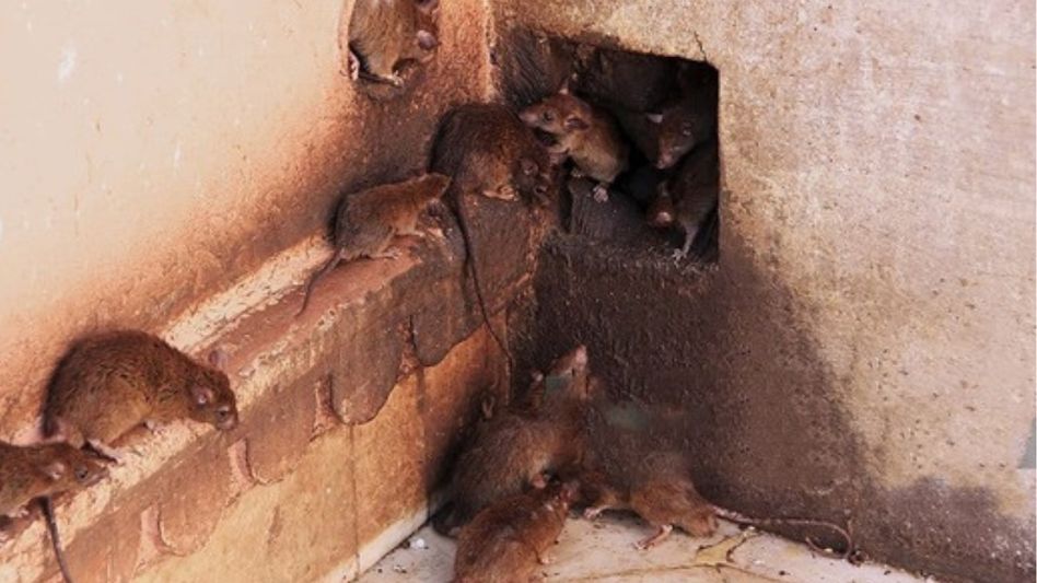Zoologists begin study on rodent outbreak in Mizoram amid fears of scrub typhus spread Zoologists begin study on rodent outbreak in Mizoram amid fears of scrub typhus spread
