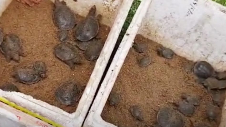 104 turtles released in Pobitora Wildlife Sanctuary for conservation effort 104 turtles released in Pobitora Wildlife Sanctuary for conservation effort