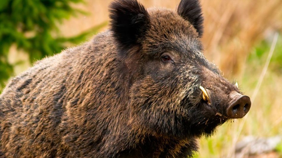 African Swine fever claims wild boars in Mizoram’s Kolasib district African Swine fever claims wild boars in Mizoram’s Kolasib district