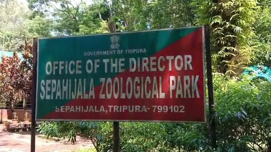 Clouded leopard dies of anemia at Tripura's Sepahijala wildlife sanctuary Clouded leopard dies of anemia at Tripura's Sepahijala wildlife sanctuary