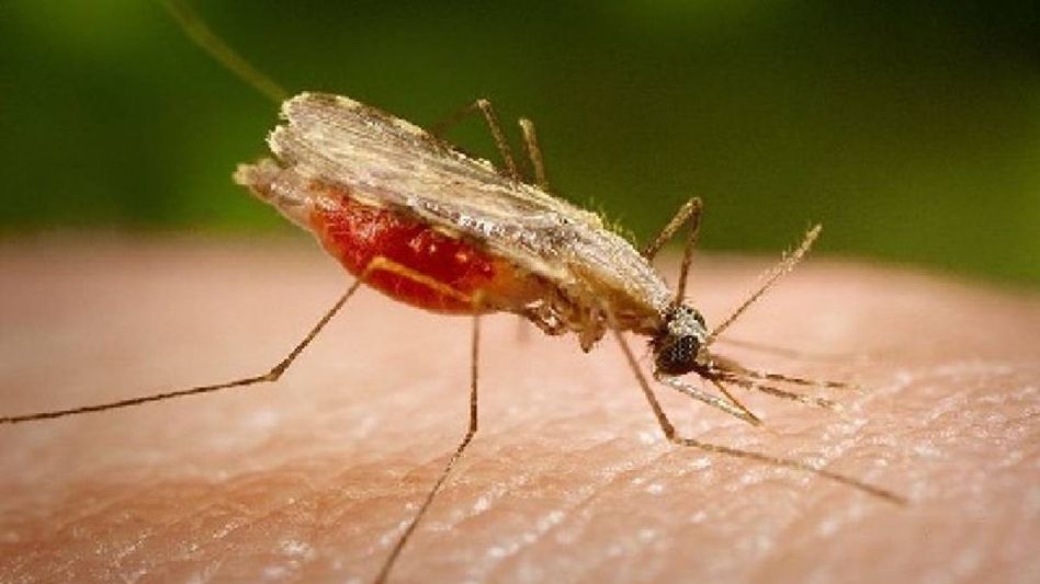 Mizoram continues to record highest malaria prevalence in India despite decline in cases Mizoram continues to record highest malaria prevalence in India despite decline in cases