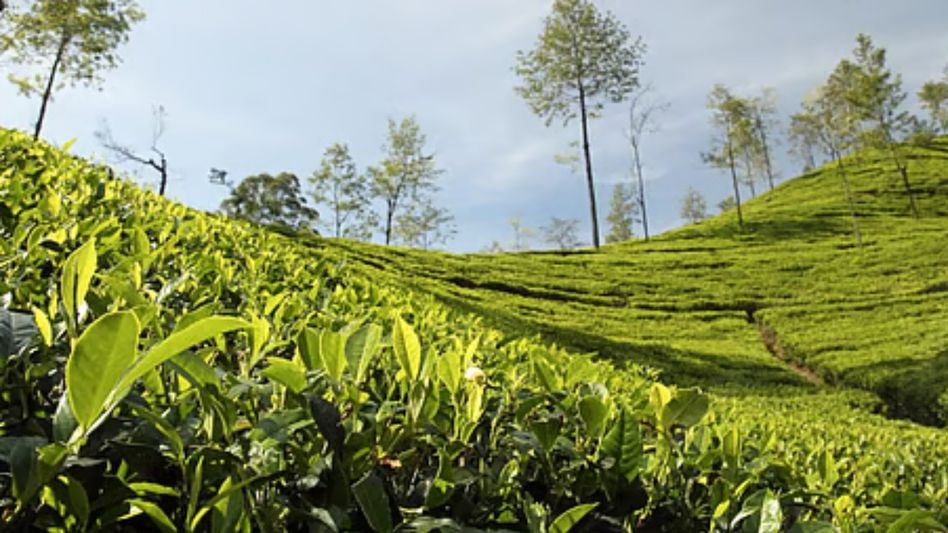 Assam Chief Secretary stresses viability of dual tea sector, calls for fair prices Assam Chief Secretary stresses viability of dual tea sector, calls for fair prices