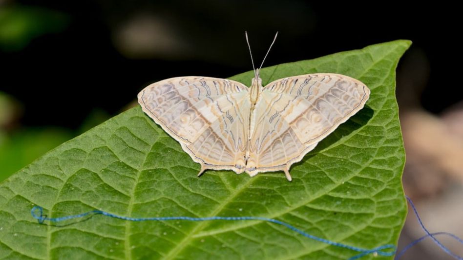 Sikkim’s Nawang Gyatso Bhutia represents India at 1st Bhutan Butterfly Meet Sikkim’s Nawang Gyatso Bhutia represents India at 1st Bhutan Butterfly Meet