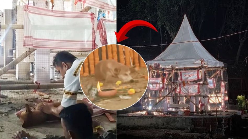 'Maya' lives on: The loyal dog at Zubeen’s memorial site is safe and looked after by locals 'Maya' lives on: The loyal dog at Zubeen’s memorial site is safe and looked after by locals