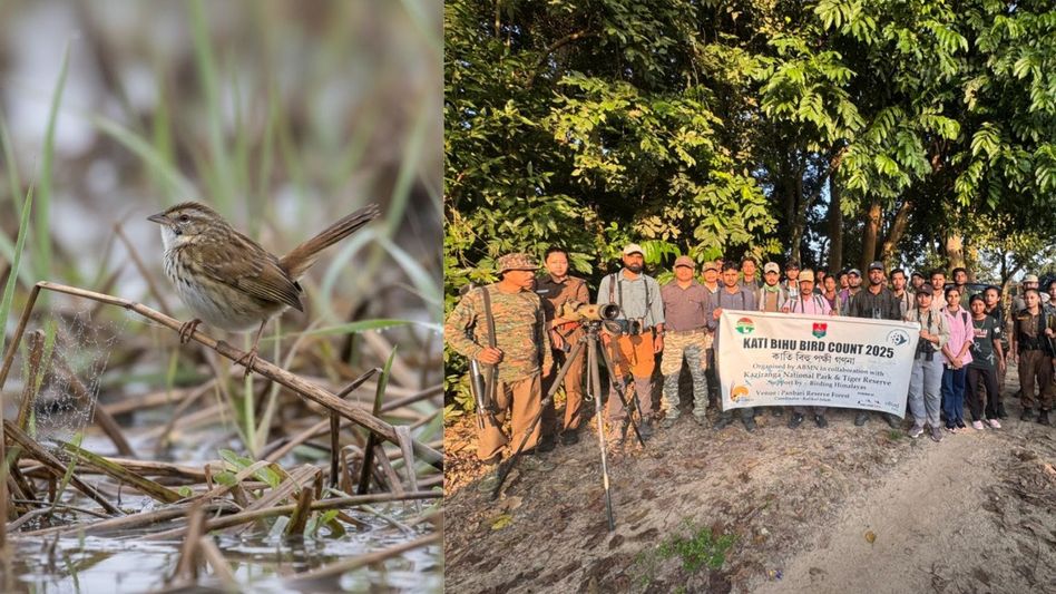 Endangered swamp grass babbler among 146 species spotted at Kaziranga bird count Endangered swamp grass babbler among 146 species spotted at Kaziranga bird count