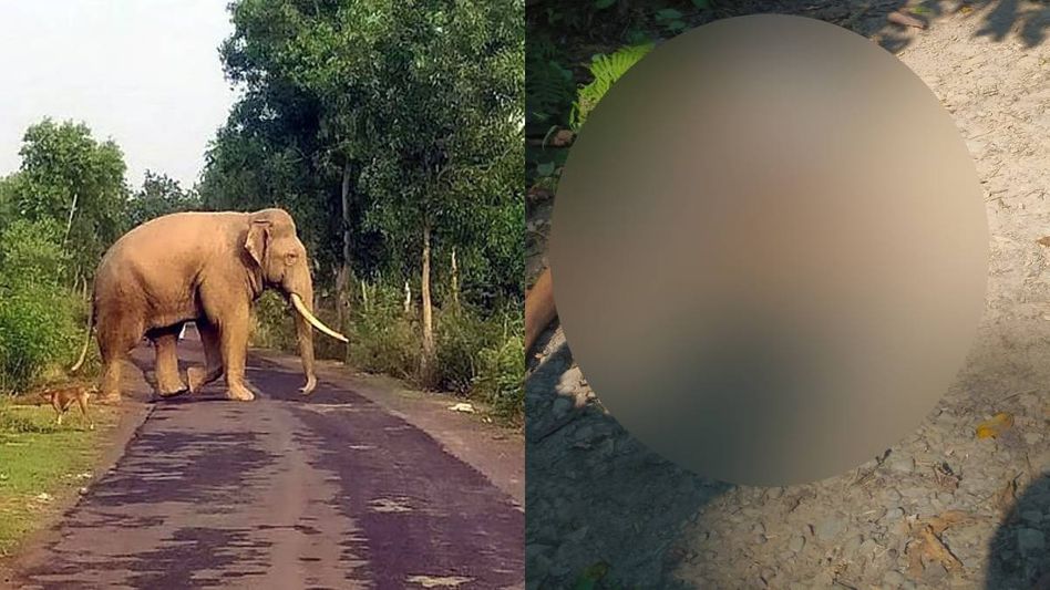 Arunachal: Two villagers trampled to death by wild elephants in Namsang Arunachal: Two villagers trampled to death by wild elephants in Namsang