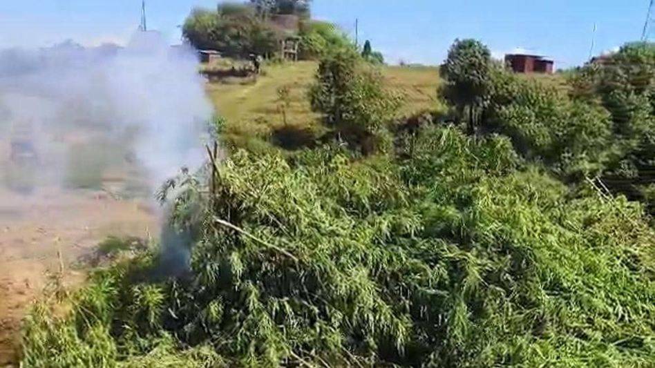 Meghalaya Police destroy 10 tonnes of illegally grown cannabis in East Khasi Hills Meghalaya Police destroy 10 tonnes of illegally grown cannabis in East Khasi Hills