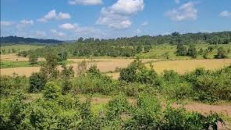 Harvest resumes in Lapangap amid Assam-Meghalaya border tensions Harvest resumes in Lapangap amid Assam-Meghalaya border tensions