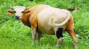 Foot and Mouth Disease hits Mithuns, JE confirmed in pigs in Arunachal’s West Siang Foot and Mouth Disease hits Mithuns, JE confirmed in pigs in Arunachal’s West Siang