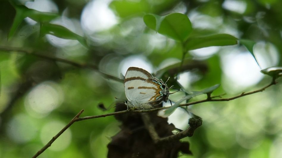 Six butterfly species new to India discovered in Arunachal’s Siang Valley Six butterfly species new to India discovered in Arunachal’s Siang Valley