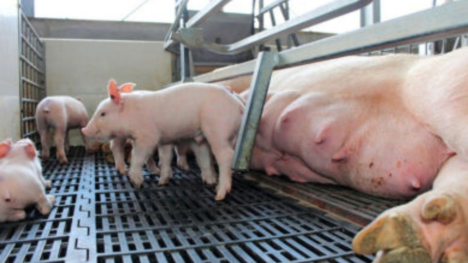 Tripura bans pig transport without approval amid infectious disease concerns Tripura bans pig transport without approval amid infectious disease concerns