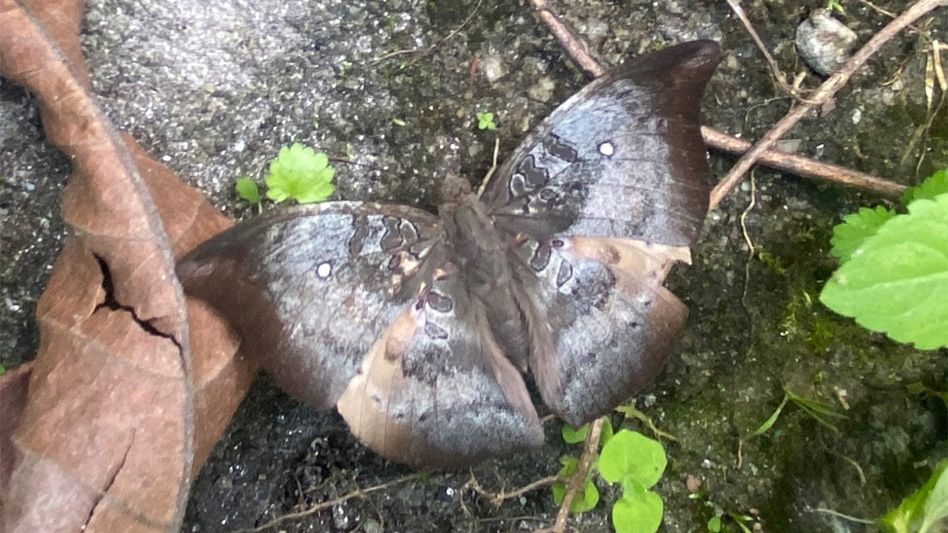 Rare spotless baron butterfly spotted in Sikkim's Dzongu after six years Rare spotless baron butterfly spotted in Sikkim's Dzongu after six years