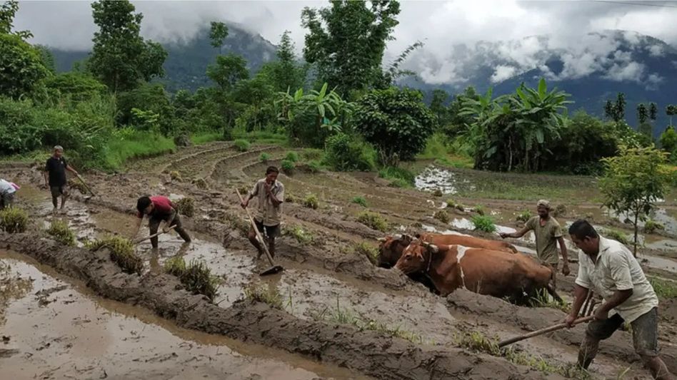 Mizoram to introduce crop insurance soon: Minister Mizoram to introduce crop insurance soon: Minister