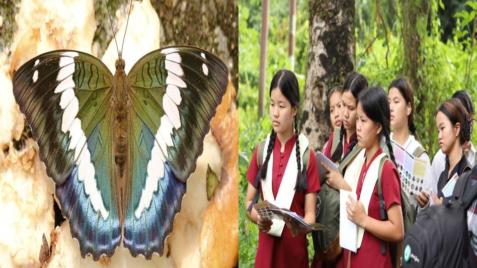2nd Wakro Butterfly Meet highlights Eastern Himalayan biodiversity, over 230 butterfly species recorded 2nd Wakro Butterfly Meet highlights Eastern Himalayan biodiversity, over 230 butterfly species recorded