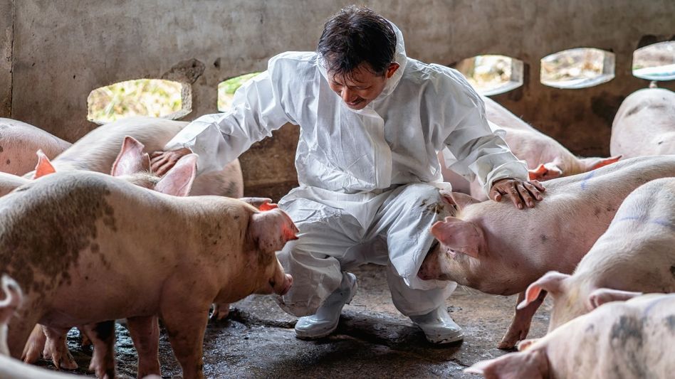 African Swine fever outbreak: Papum Pare DC imposes ban on pig transport African Swine fever outbreak: Papum Pare DC imposes ban on pig transport