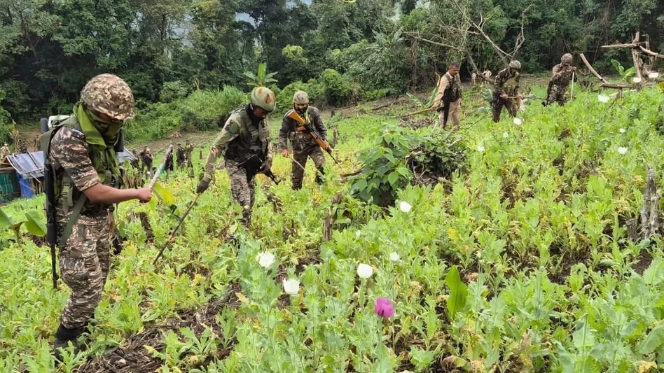Manipur: Security forces destroy 30 acres of poppy cultivation in Kangpokpi Manipur: Security forces destroy 30 acres of poppy cultivation in Kangpokpi