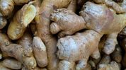Mizoram releases Rs 118 crore as support price for ginger farmers Mizoram releases Rs 118 crore as support price for ginger farmers