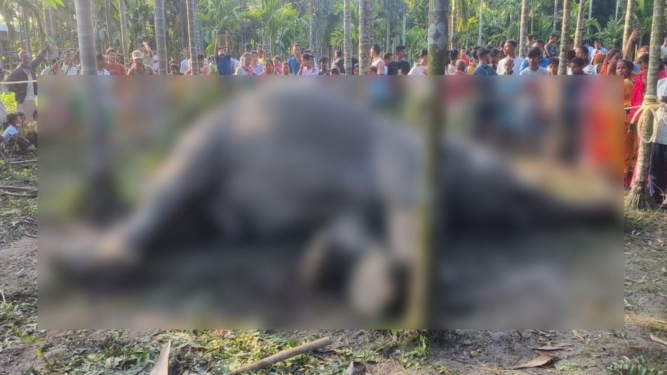 Wild elephant electrocuted in Bijni near Manas National Park Wild elephant electrocuted in Bijni near Manas National Park