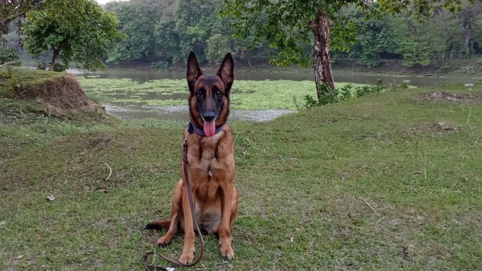 Kaziranga’s brave K9 Jubi dies after years of service protecting wildlife Kaziranga’s brave K9 Jubi dies after years of service protecting wildlife
