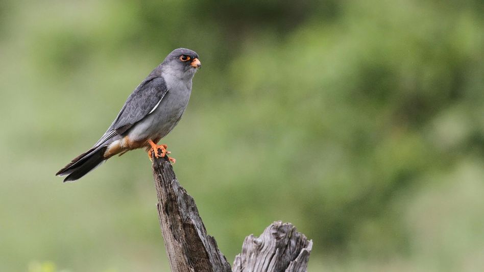 Manipur's Noney district imposes airgun ban to protect endangered Amur falcons Manipur's Noney district imposes airgun ban to protect endangered Amur falcons