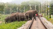 Assam: Crew vigilance saves seven elephants from train collisions in NFR Zone Assam: Crew vigilance saves seven elephants from train collisions in NFR Zone