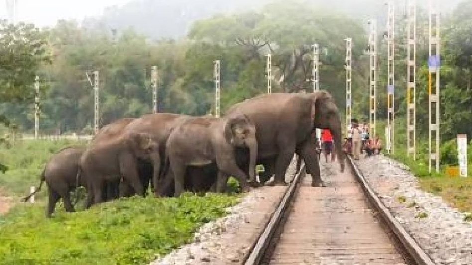 Assam: Crew vigilance saves seven elephants from train collisions in NFR Zone Assam: Crew vigilance saves seven elephants from train collisions in NFR Zone