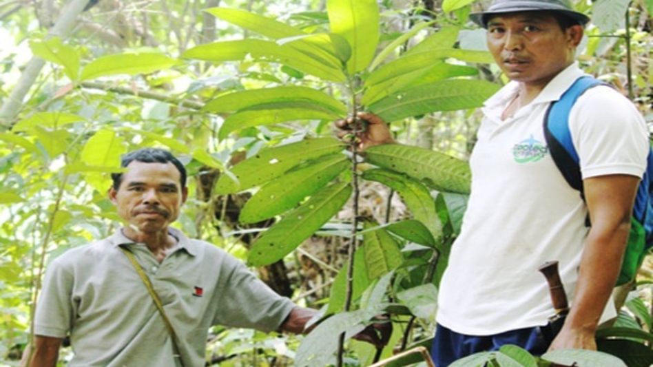 Nagaland, Assam universities pioneer first scientific study on endangered medicinal plant from Meghalaya Nagaland, Assam universities pioneer first scientific study on endangered medicinal plant from Meghalaya