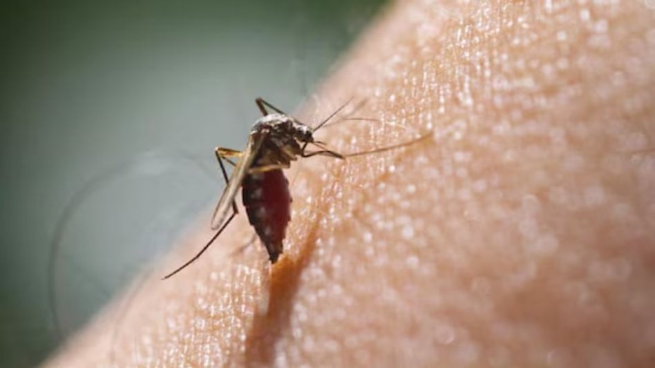 13 dengue cases reported in Tripura's Unakoti; Health department intensifies preventive measures 13 dengue cases reported in Tripura's Unakoti; Health department intensifies preventive measures