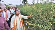 Tripura scientists develop eight high-yield Arhar Dal varieties to boost pulse self-sufficiency Tripura scientists develop eight high-yield Arhar Dal varieties to boost pulse self-sufficiency