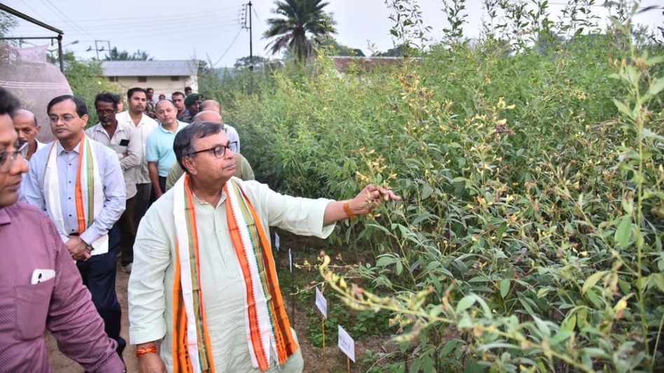 Tripura scientists develop eight high-yield Arhar Dal varieties to boost pulse self-sufficiency Tripura scientists develop eight high-yield Arhar Dal varieties to boost pulse self-sufficiency