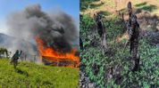 Manipur: Security forces destroy 56 acres of illegal poppy plantations in Kangpokpi district Manipur: Security forces destroy 56 acres of illegal poppy plantations in Kangpokpi district
