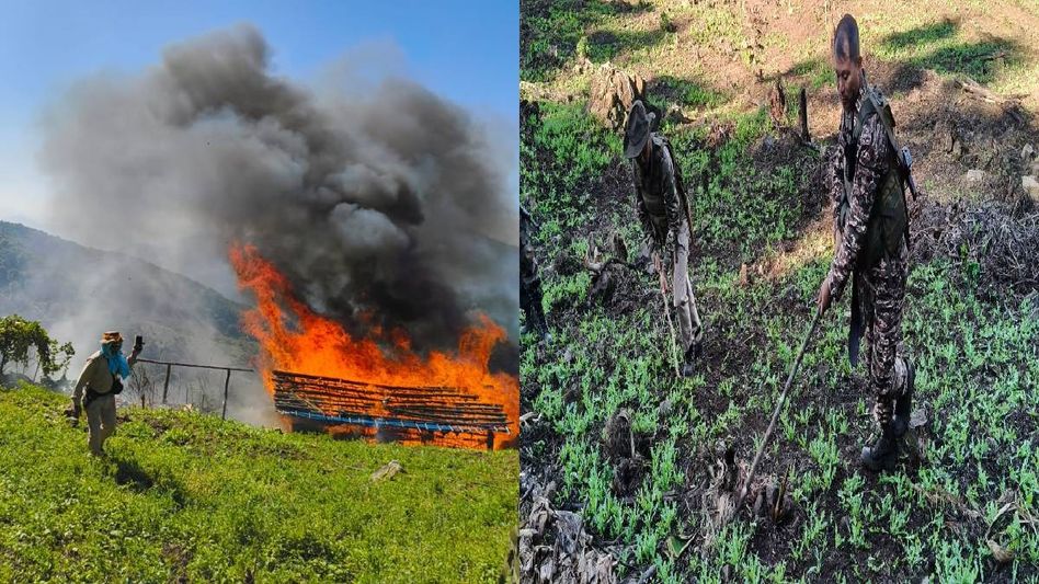Manipur: Security forces destroy 56 acres of illegal poppy plantations in Kangpokpi district Manipur: Security forces destroy 56 acres of illegal poppy plantations in Kangpokpi district