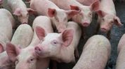 Manipur reports fresh African swine fever outbreak; authorities issue containment orders Manipur reports fresh African swine fever outbreak; authorities issue containment orders